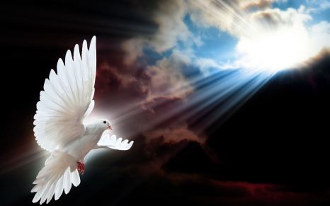 white-dove-wallpaper