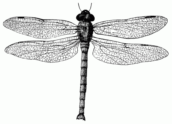 dragonfly-16
