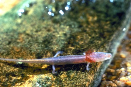 bartonsprings_salamander
