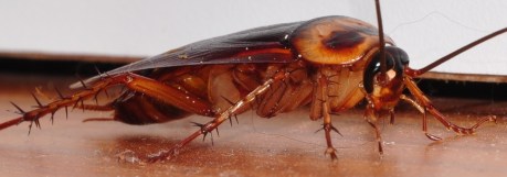 cockroach4