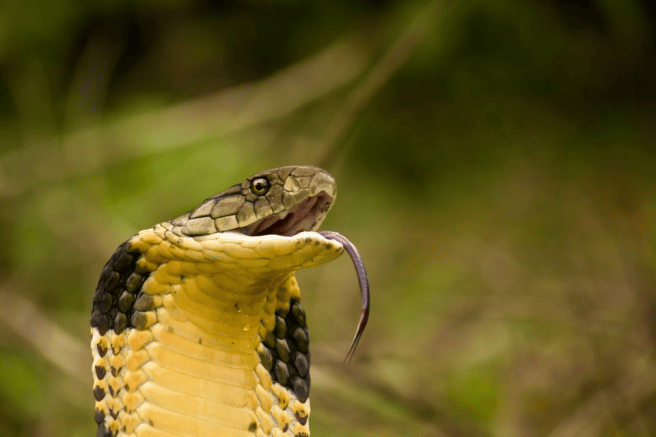 cobra
