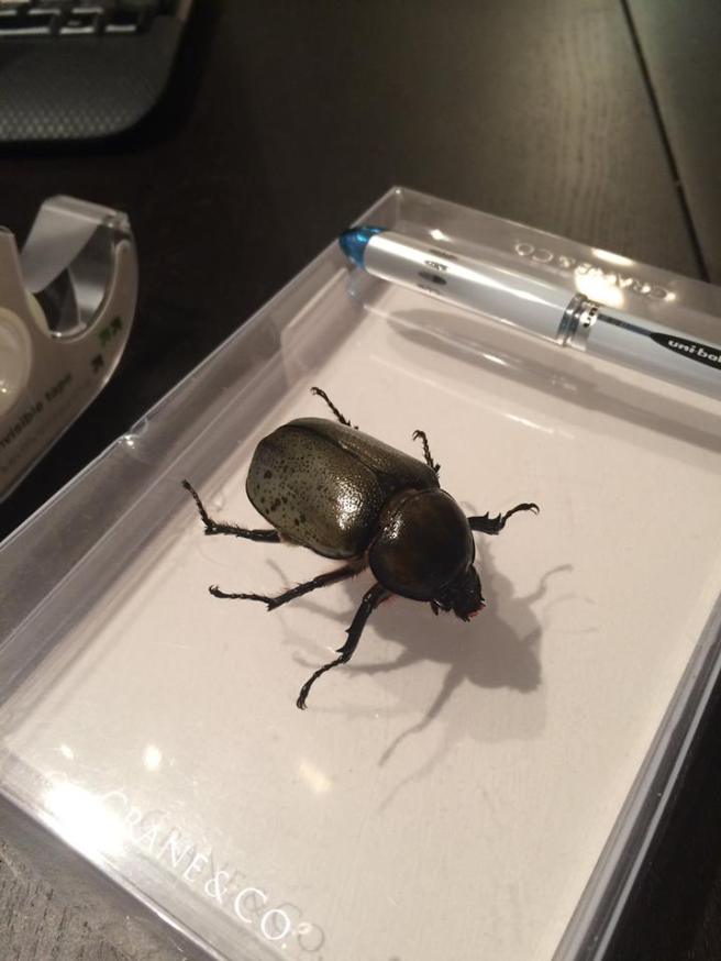 beetle