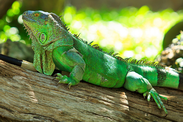 green iguana