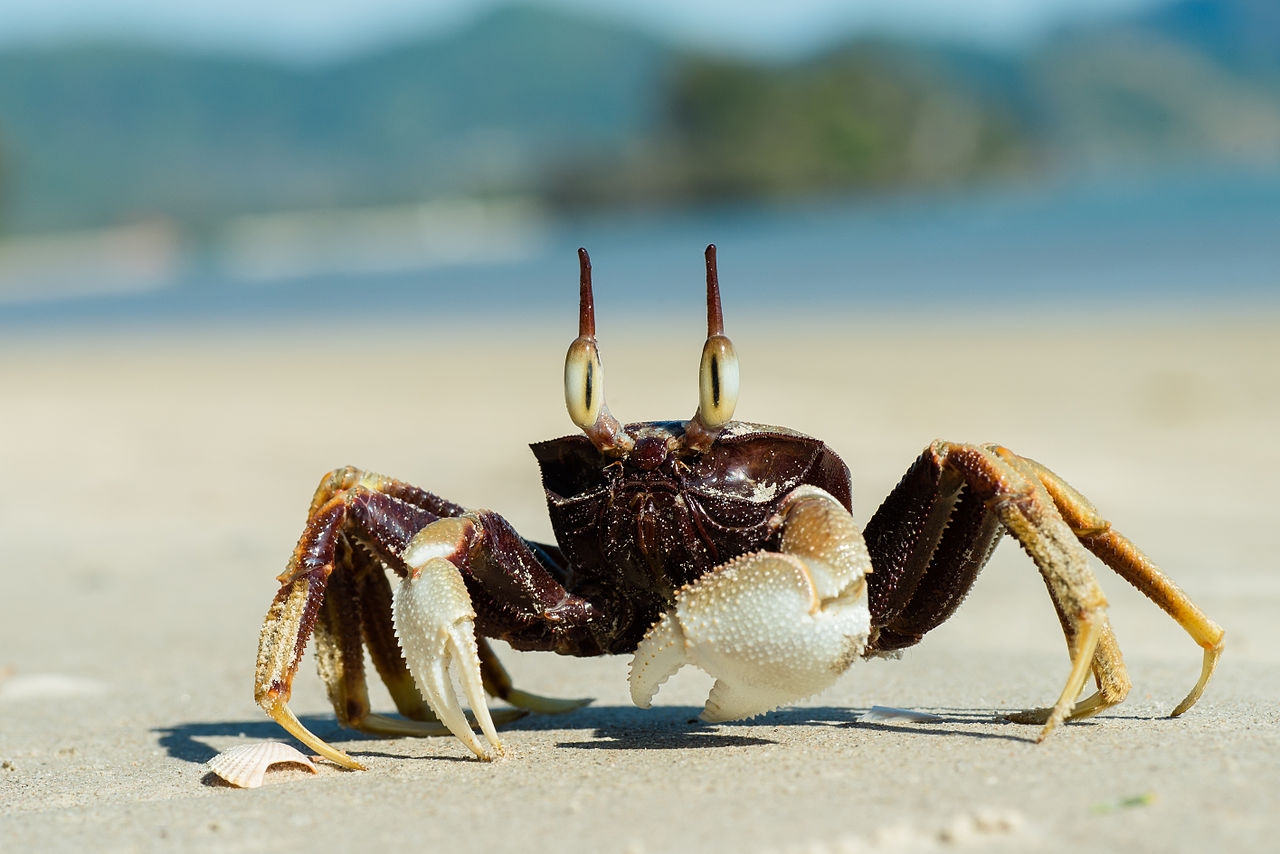 1280px-Ocypode-ceratophthalma-horned-ghost-crab-krabi-thailand